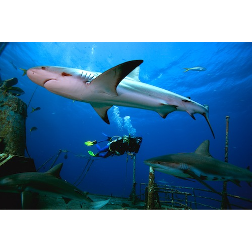 AWARE Shark Conservation Diver